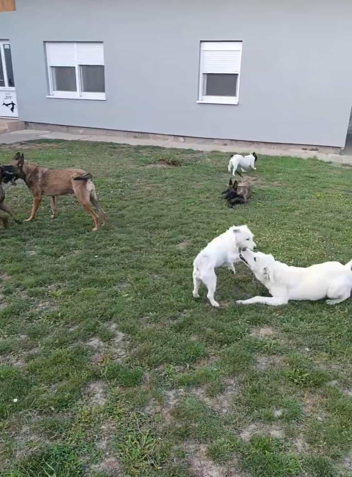 Psi na dvorištu pansiona