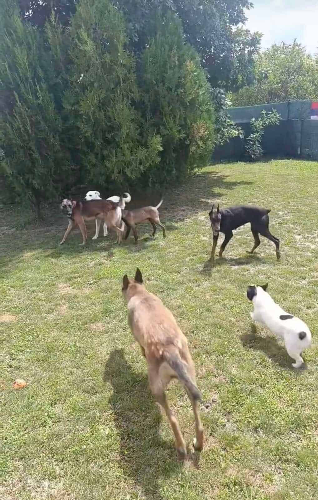 Psi se igraju na dvorištu